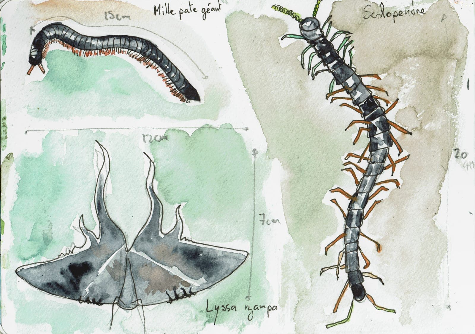 Illustration 6