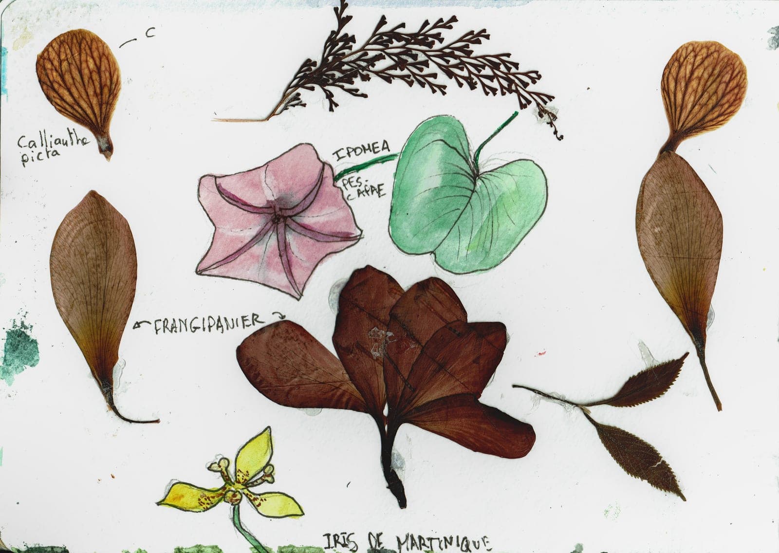 Illustration 15